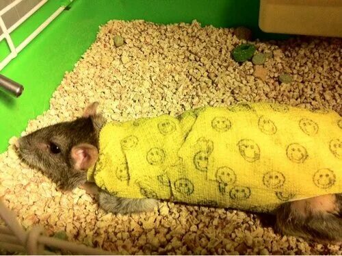 Воротник для крысы. Крыса после операции. Воротник для крысы после операции. Послеоперационный воротник для крысы. Воротник для крысы.