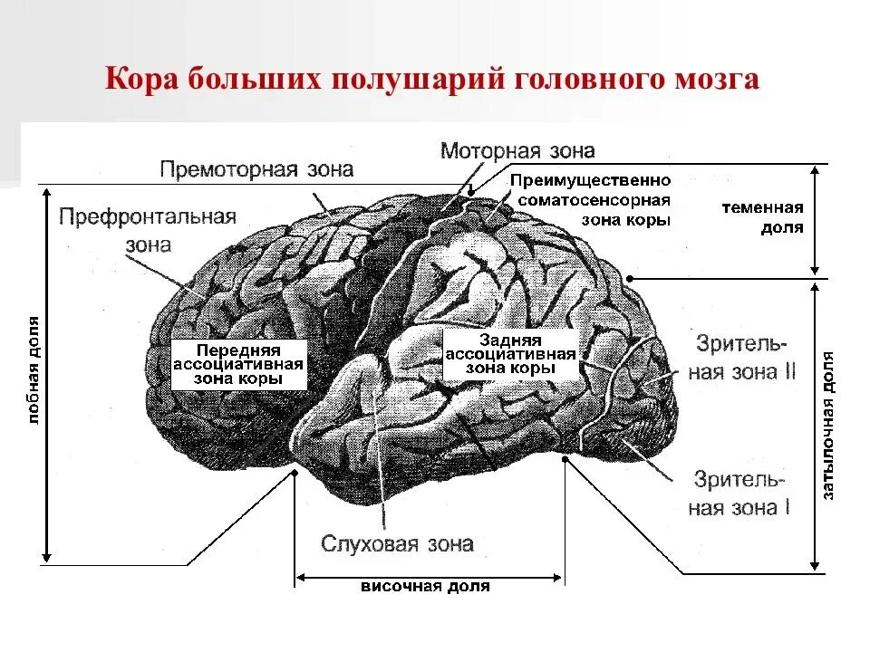 Основные зоны мозга. Зоны коры полушарий головного мозга. Премоторные зоны полушарий головного мозга. Строение коры полушарий головного мозга.