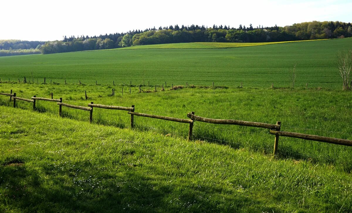 Коровы на пастбище. Пастбище. Пастбищ для сельскохозяйственных животных. Выпас крупного рогатого скота. Стадо коров.
