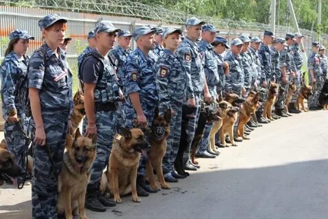 Сколько получают кинологи в месяц