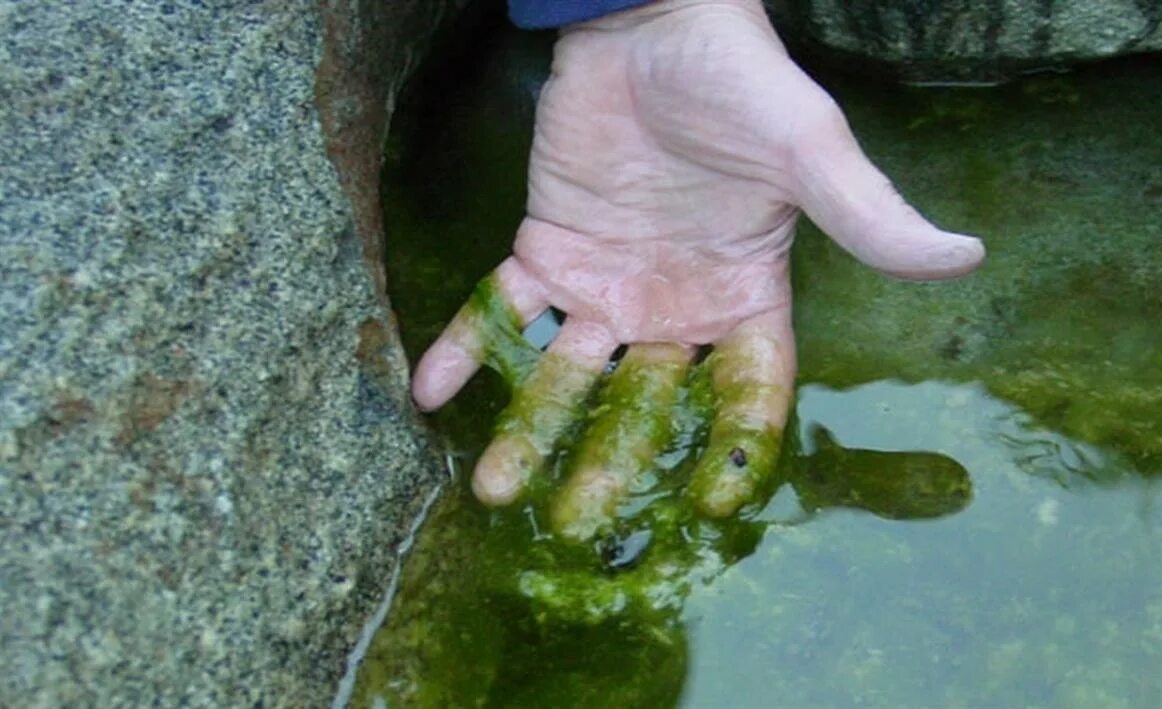Сальпы фото. Сальпа маджоре полупрозрачная рыба. Белые хлопья в моче. Хлорелла цианобактерии. Грязный кулер для воды изнутри.