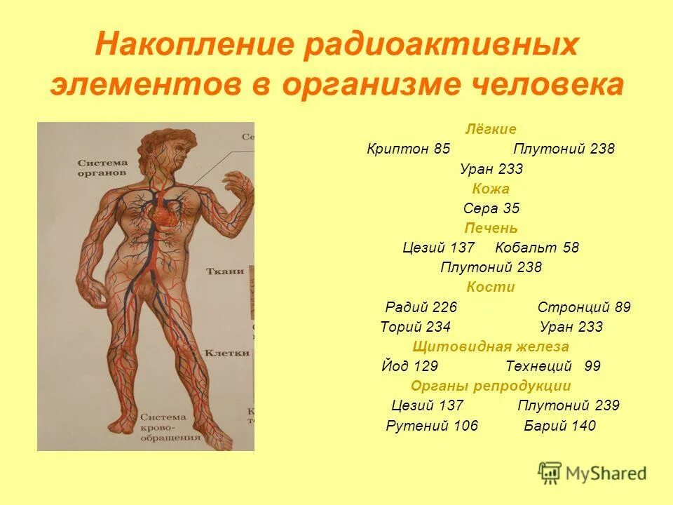 Ничего в организме человека не. Радиоактивные элементы в организме человека. Влияние урана на организм человека. Накопление радиоактивных веществ в организме. Уран в организме человека.