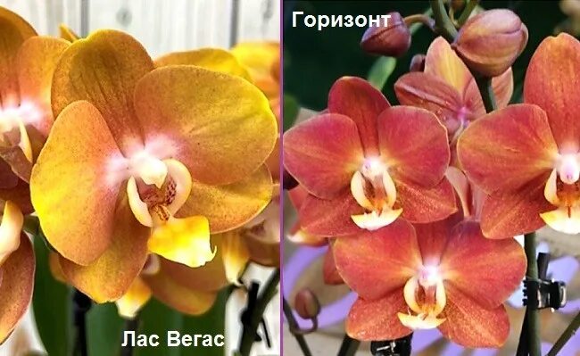 Купить Фаленопсис Лас Вегас в Москве