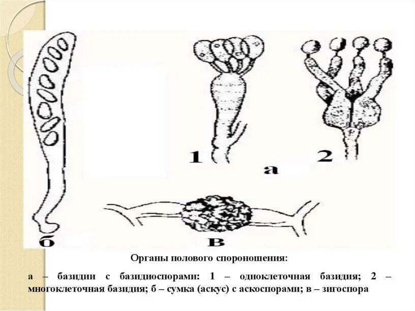 Половые споры грибов. Аскоспоры и базидиоспоры. Органы спороношения базидии. Органы полового спороношения:. Половое размножение грибов.