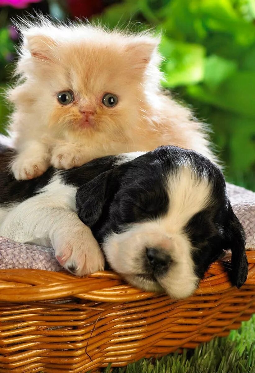 Картинки котят и щенят. Собачки и кошечки. Милые домашние животные. Милые собачки и кошки. Милые котята и щенки.