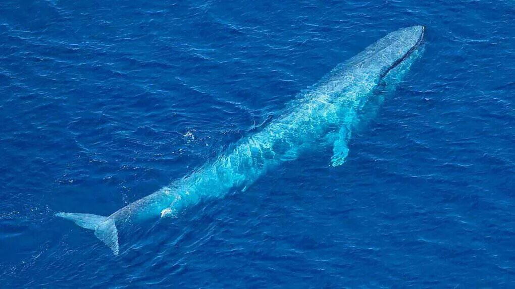 Самое большое животное в мире. Голубой кит Balaenoptera musculus. Синий кит блювал. Синий кит (голубой кит). Голубой кит блювал.