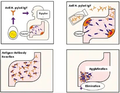 Anti helicobacter pylori igg