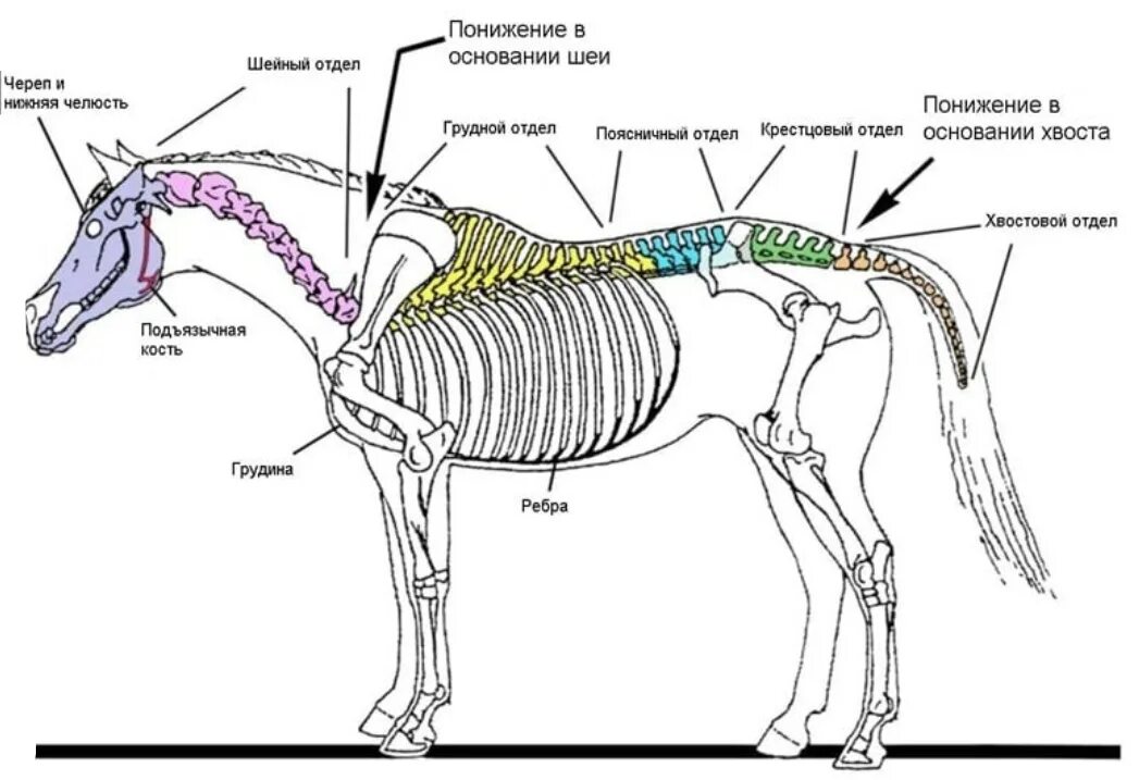 Если у животного имеется отдел скелета. Строение осевого скелета Ветеринария. Отделы скелета лошади. Строение скелета шеи у лошади. Осевой скелет лошади анатомия.