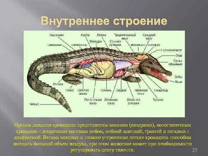 Отделы рептилий