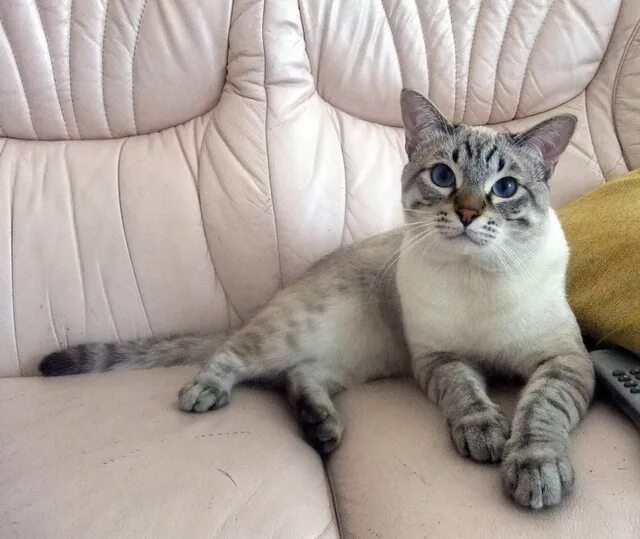 Тебби пойнт тайская кошка. Блю тебби пойнт тайская. Балинезийская кошка табби пойнт. Кошка табби пойнт. Кошка табби пойнт.