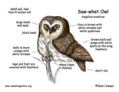 Рифма к owl