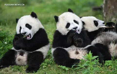 Pandas period