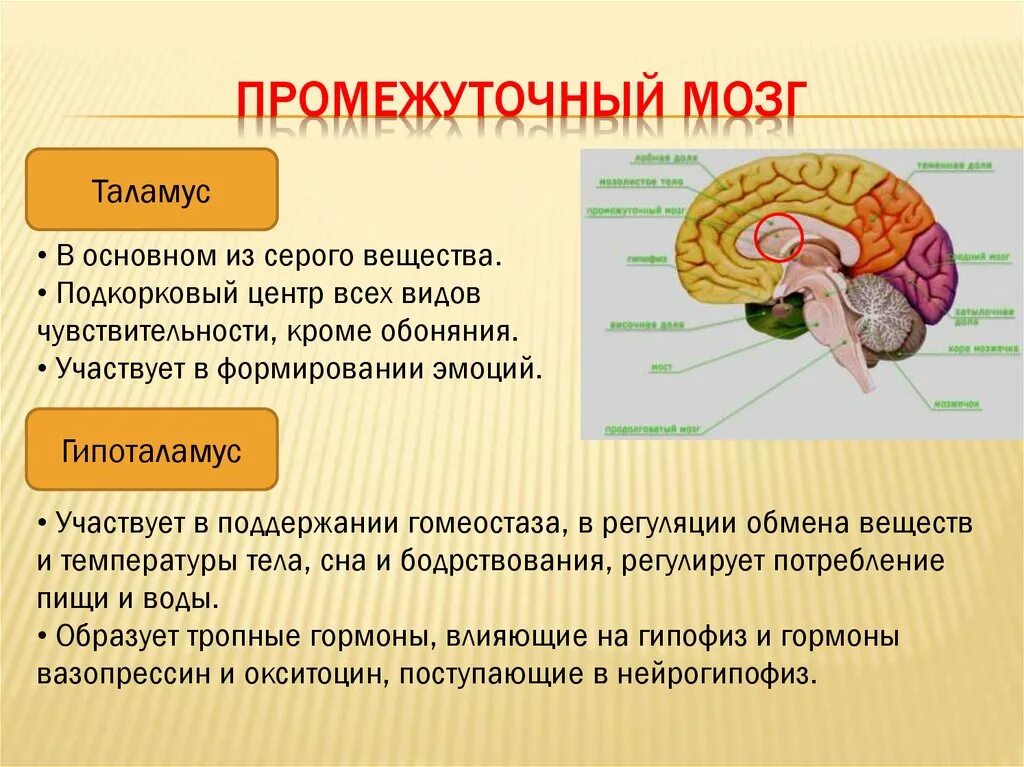 Промежуточный строение и функции. Промежуточный мозг отделы промежуточного мозга строение. Схема строения промежуточного мозга. Промежуточный мозг строение и функции. Задний мозг строение и функции анатомия.