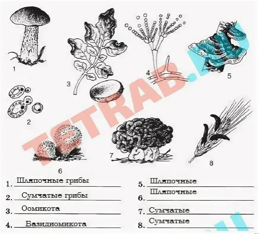 Грибы проверочная работа 2 класс. Грибы проверочная работа 2 класс