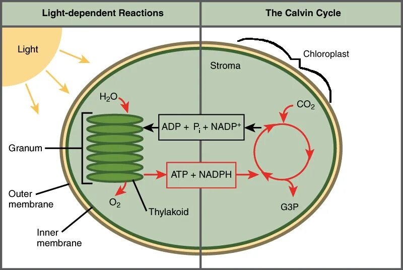 Chloroplasts Vectors & Illustrations for Free Download Freepik