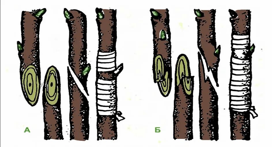 Размножение глазком. Прививка яблони весной копулировка. Прививка растений копулировка. Улучшенная копулировка черешни. Улучшенная копулировка плодовых деревьев.