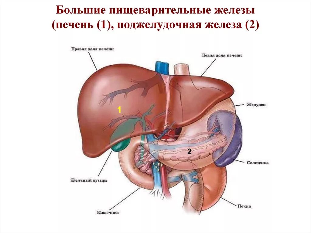 Строение пищеварительных желез:печени. Почки печень селезенка поджелудочная железа. Пищеварительная система анатомия печень. Структуры пищеварительной системы печень.