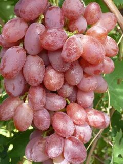 Кишмиш красный отзывы