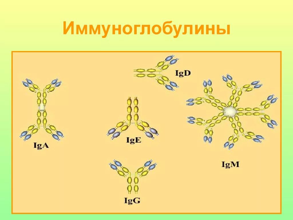 Иммуноглобулин g3. Иммуноглобулины g и m. Иммуноглобулины разница. Иммуноглобулины картинки. Иммуноглобулин слизистых оболочек