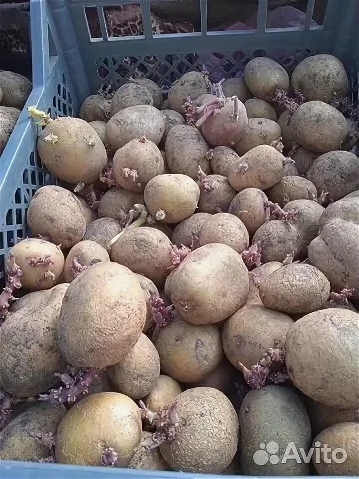 Семенной картофель в новгороде. Сорт картофеля розара. картофель розара элита семенной. картофель семенной, сорт эволюшн. картофель сорт розария.
