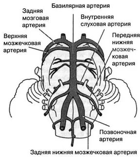 Черепные артерии