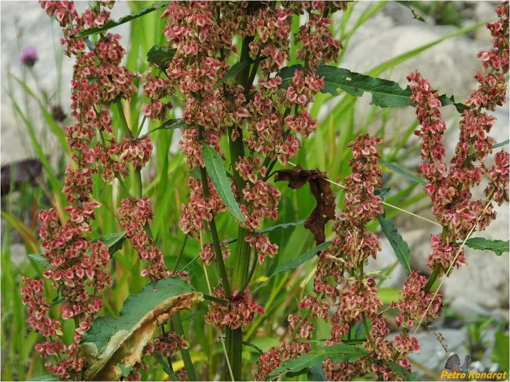 Женский орган в виде щавеля. Щавель конский (Rumex confertus). Щавель курчавый (Rumex crispus). Гречишные – щавель конский. Конский щавель (Rumex crispus).