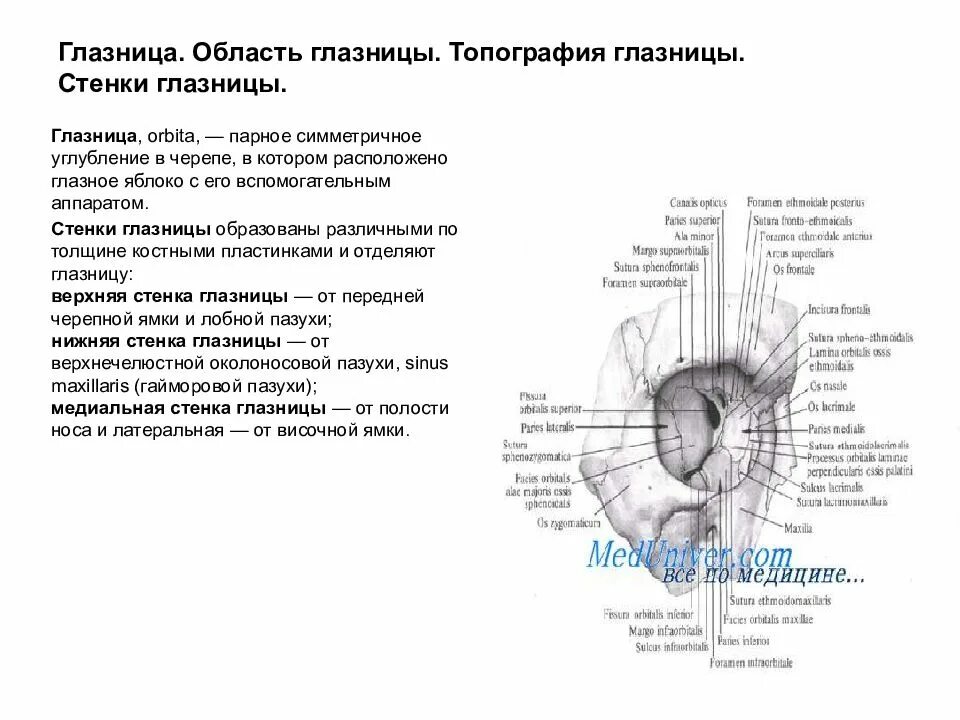 Сообщения глазницы. Топография черепа глазница. Область глазницы топографическая анатомия. Границы глазницы топографическая анатомия. Топография стенок глазницы.