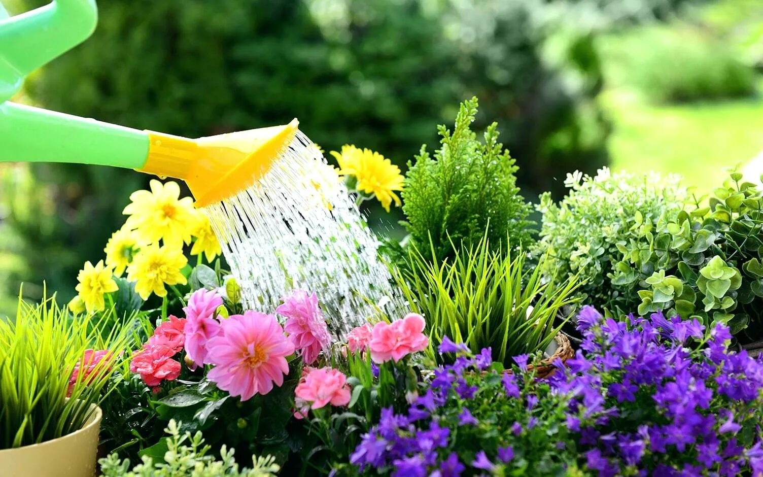 Сколько раз поливать растение. Полив клумб. Цветы в саду. Поливать огород. Полив цветника.
