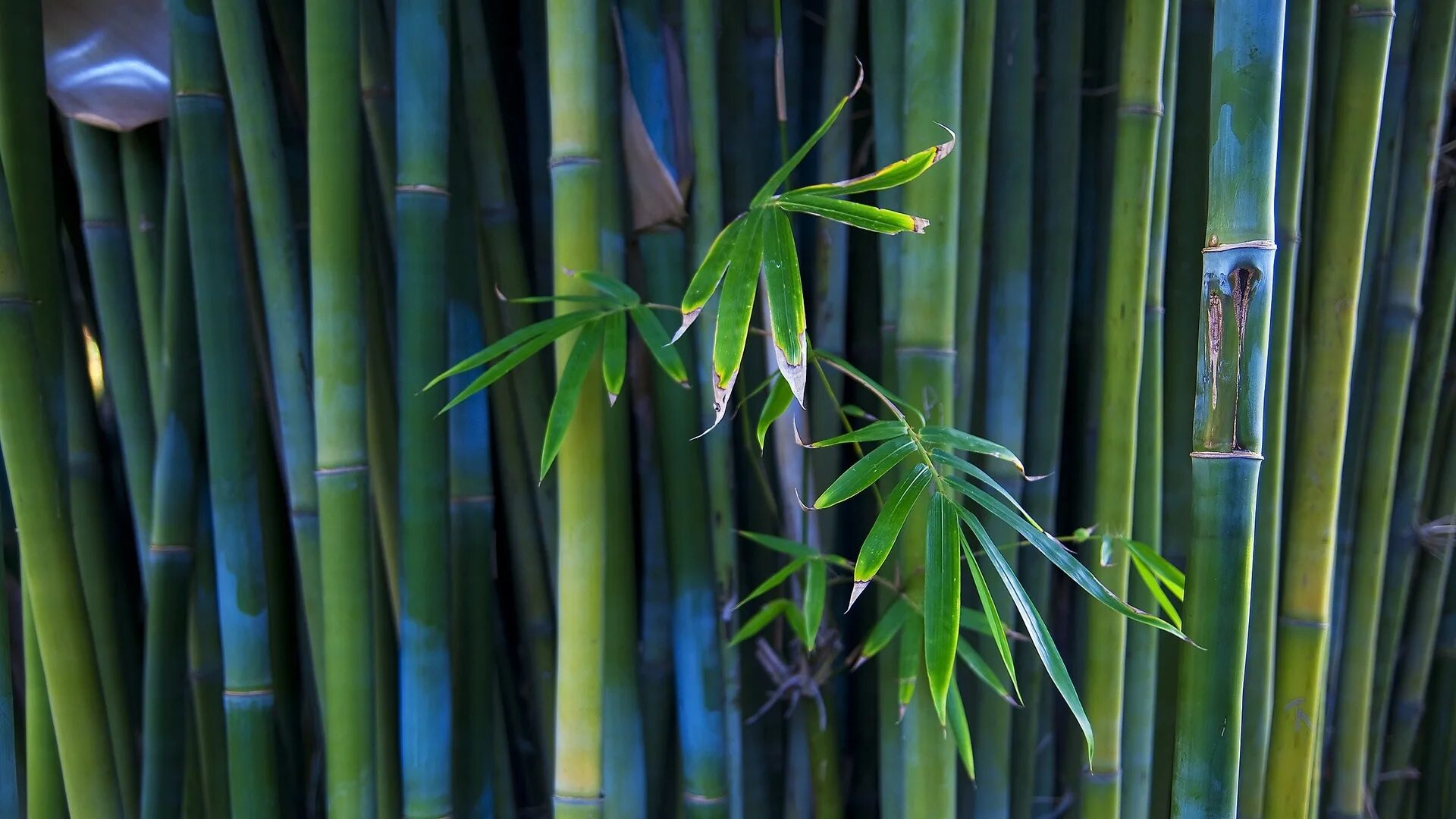 Бамбук это растение. Мао-бамбук. Бамбук листоколосник. Древнекитайский бамбук. Серебристый бамбук, Bamboo Green, Bambusgruen.