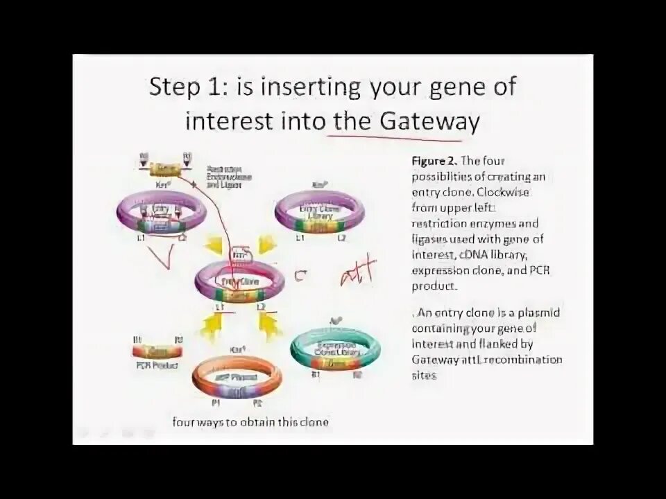 Gateway system. Gateway cloning technology. golden gate клонирование. topo cloning.