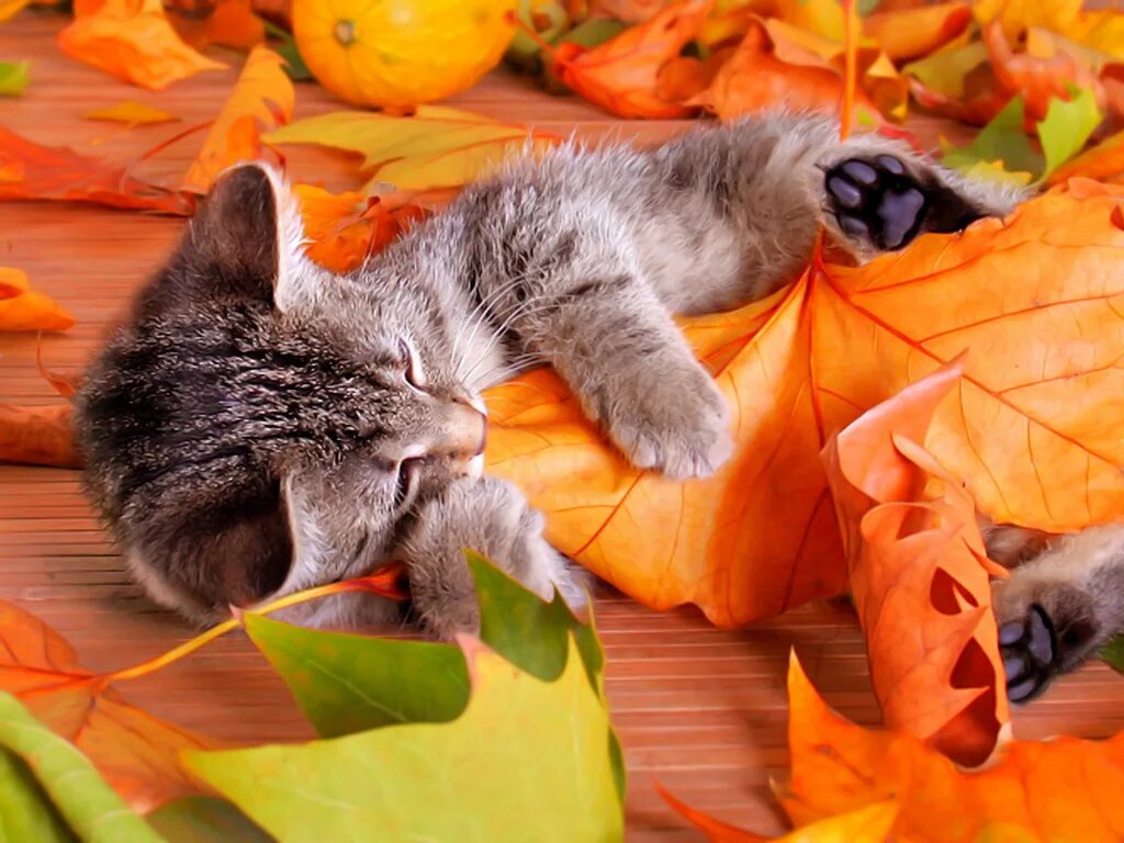 Кошка осень. Тёплая осень. Осенний котик. Осеннее настроение. Осени споем