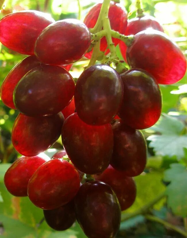 Сорт розы блэк баккара. Туз бордо виноград описание сорта. Виноград туз бордо. Свекла столовая бордо 237. Семена.