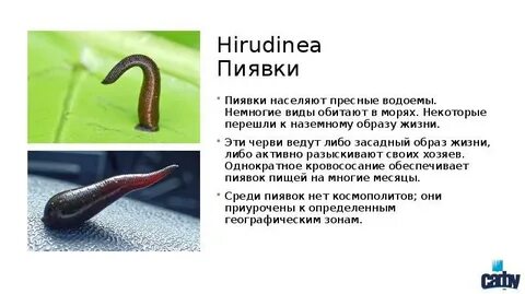 Где живут пиявки