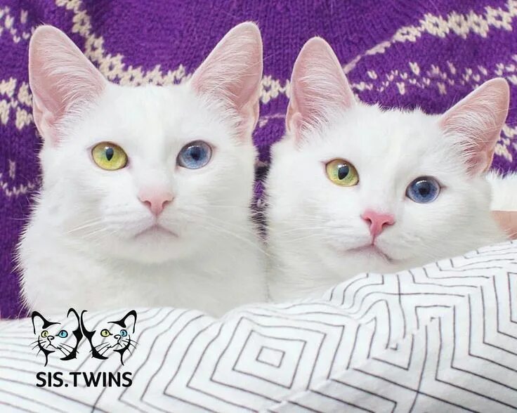 Кошки близняшки. Као мани. Коты близнецы. Кошки близняшки айрис и эбис. Петербургские кошки-близнецы абис и айрис.