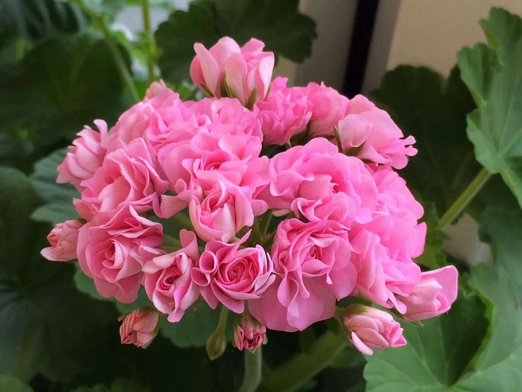 Андреа розебуд пеларгония. Пеларгония Appleblossom Rosebud. Пеларгония Норланд розовый. Пеларгония Ruby Rosebud.