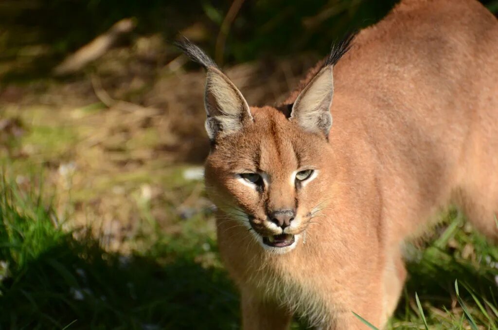 Баклан ладожский. Бурый анолис. Кулик щеголь. Африканский каракал. Полорогие быки животное.