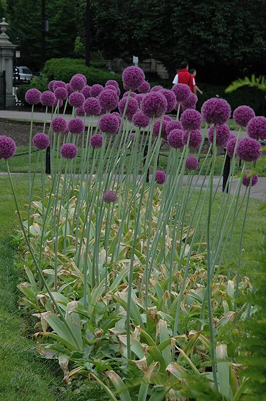 Лук гладиатор. Аллиум Гладиатор (Allium Gladiator). Лук декоративный аллиум Гладиатор. Allium Gladiator лук декоративный Гладиатор. Allium Gladiator лук декор. Гладиатор.