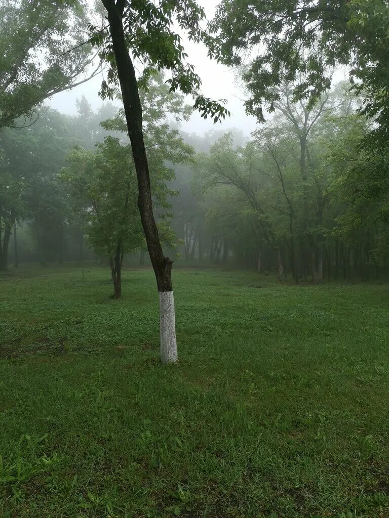 дубовая роща отзывы. дубовая роща отзывы. парк коломенское дубовая роща. дубовая роща отзывы. урочище дубовая роща липецк.