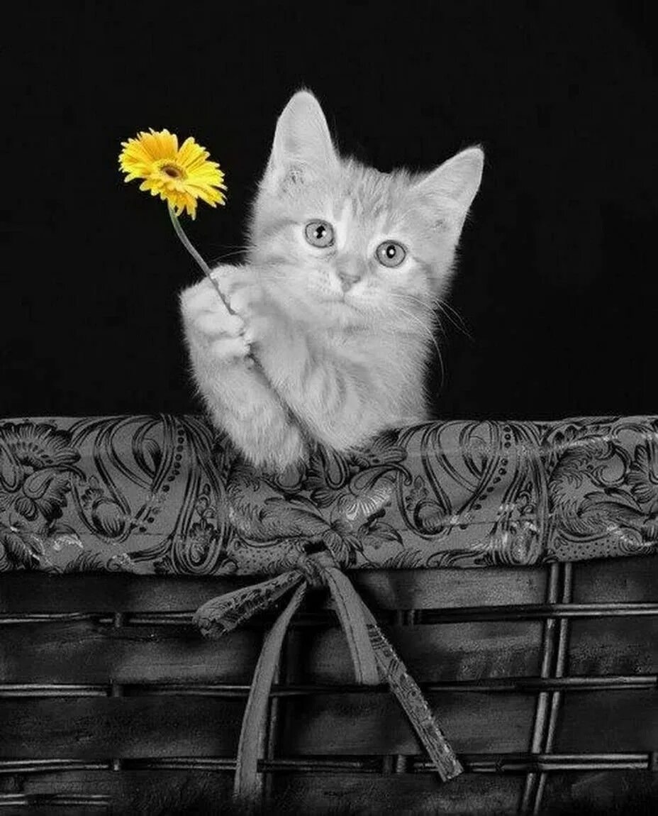 Добрый вечер картинки с котятами. Добрый вечер с котиками. хорошего вечера котенок. добрый вечер с котятами. добрый вечер кот.
