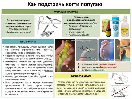 Как подстричь попугаю