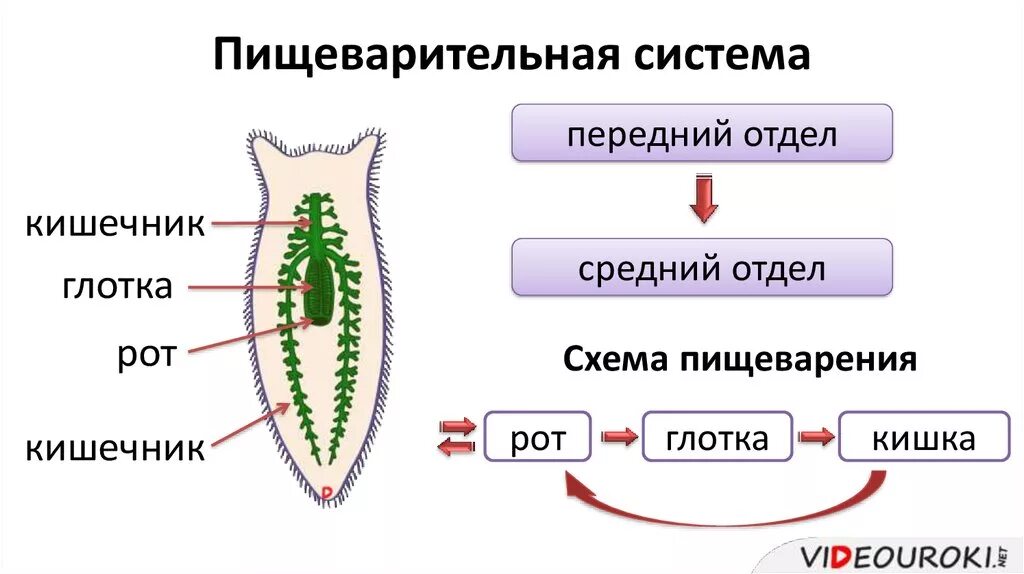 Пищеварительная система ресничных червей состоит из. Пишевор система плоских червей. схема пищеварительной системы плоского червя. тип плоские черви пищеварительная система. пищеварительная система плоского червя.