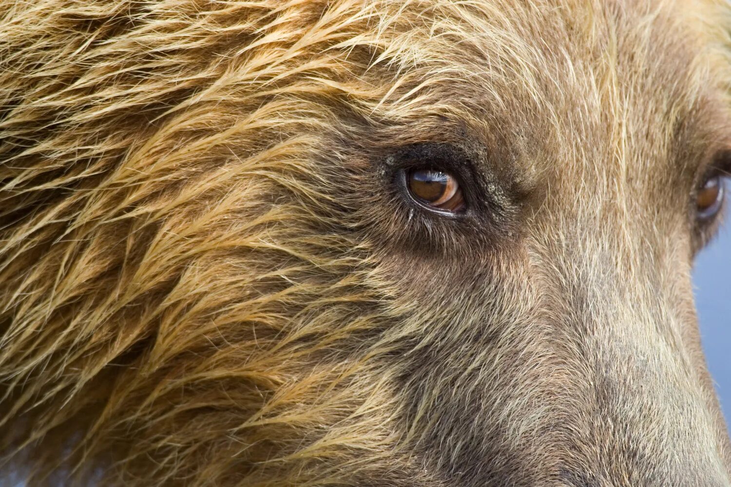 Какой нос у медведя. Глаза медведя. Зрачки медведя. Медвежьи глаза. Бурый медведь глаза.