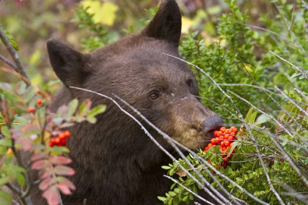 Питании диких животных. Питание бурого медведя. Бурый медведь ест. Рацион питания бурого медведя. Бурый медведь питается.