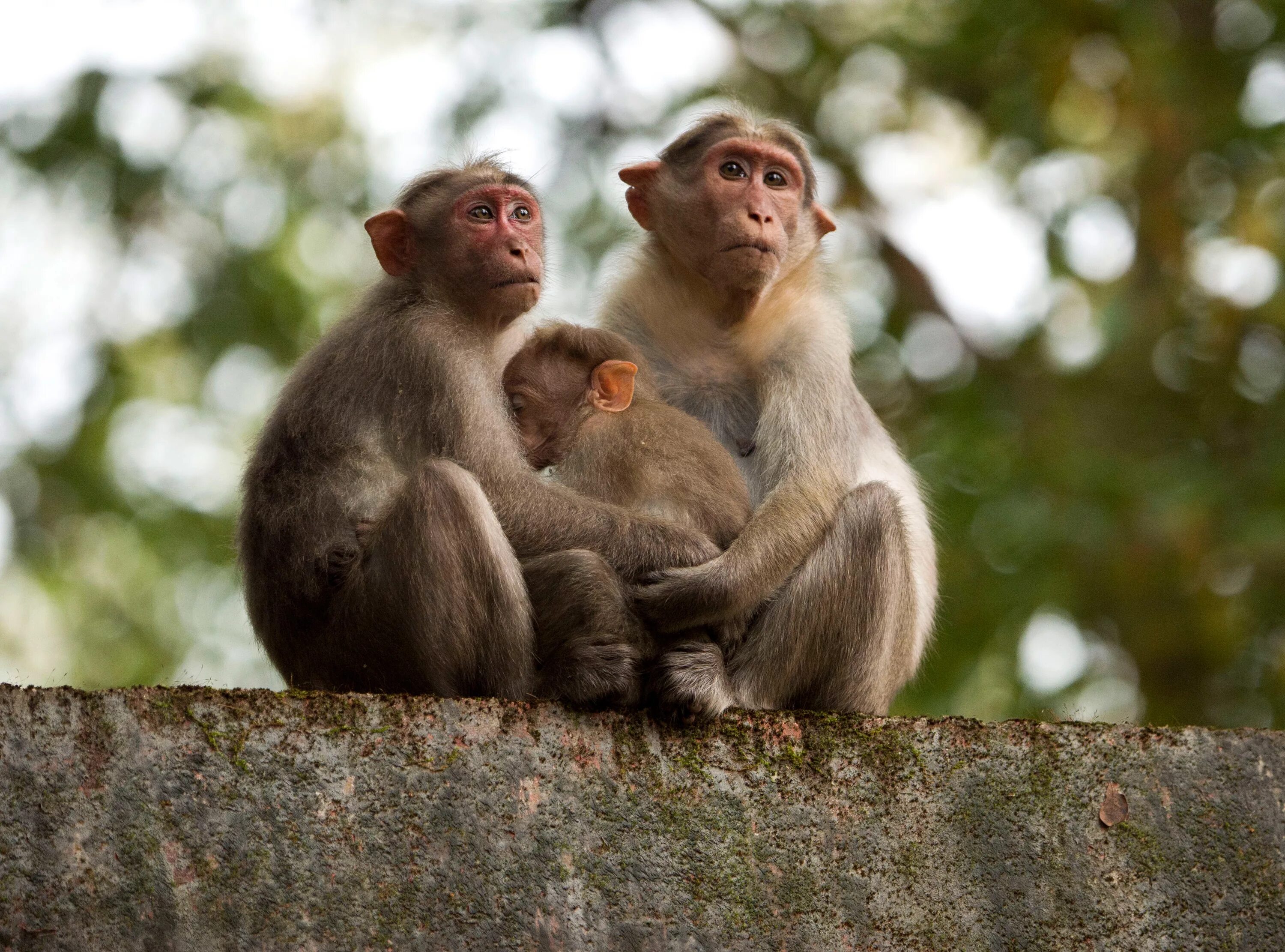 Monkey vs monkey