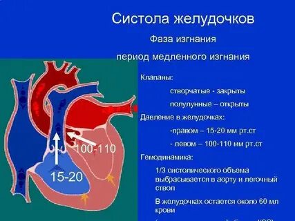 Фаза систолы желудочков