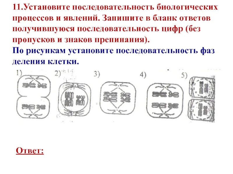 Задания егэ биология митоз мейоз