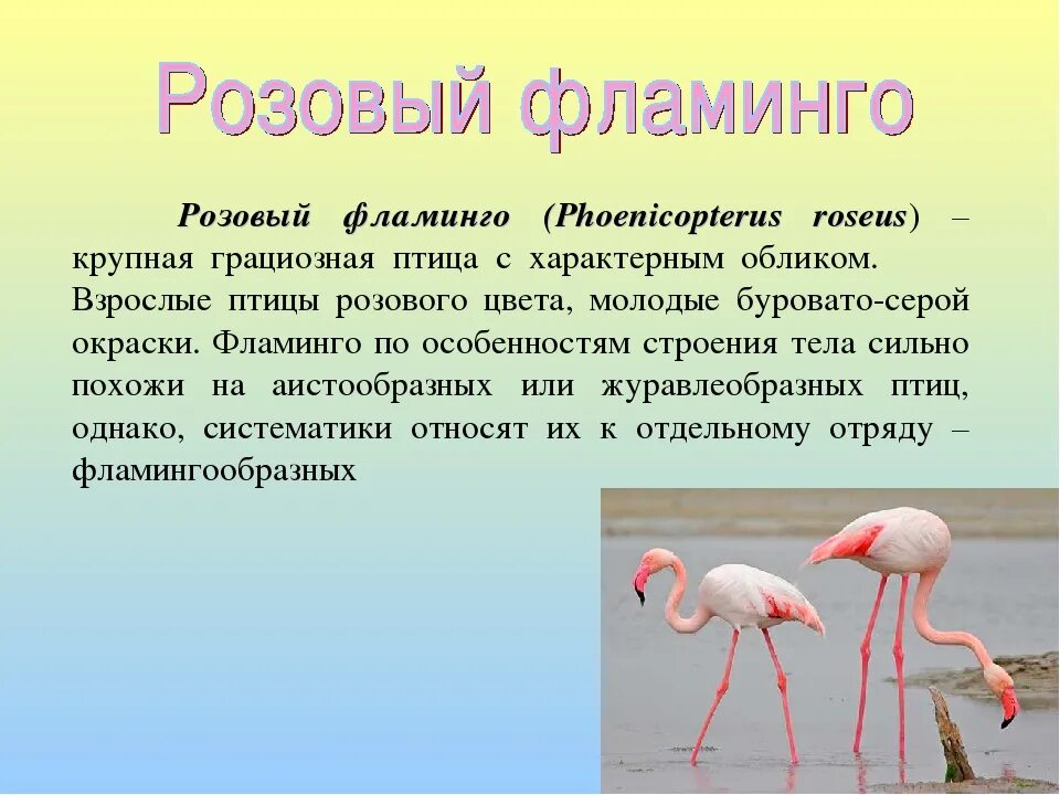 Фламинго информация. Фламинго информация