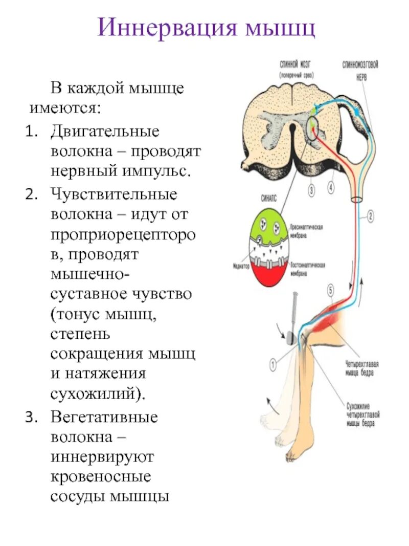 Вегетативная нервная система иннервация органов. Схема строения вегетативной нервной системы человека. Строение эфферентной иннервации. Эмферетное иннервация. Схема иннервации симпатического отдела.