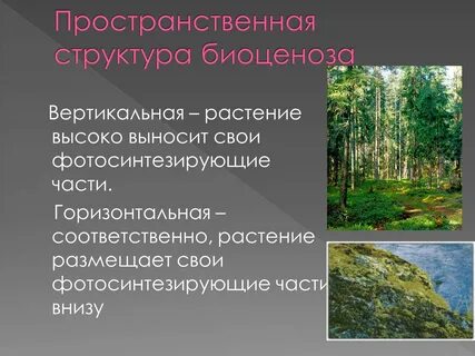 Ярус биогеоценоза
