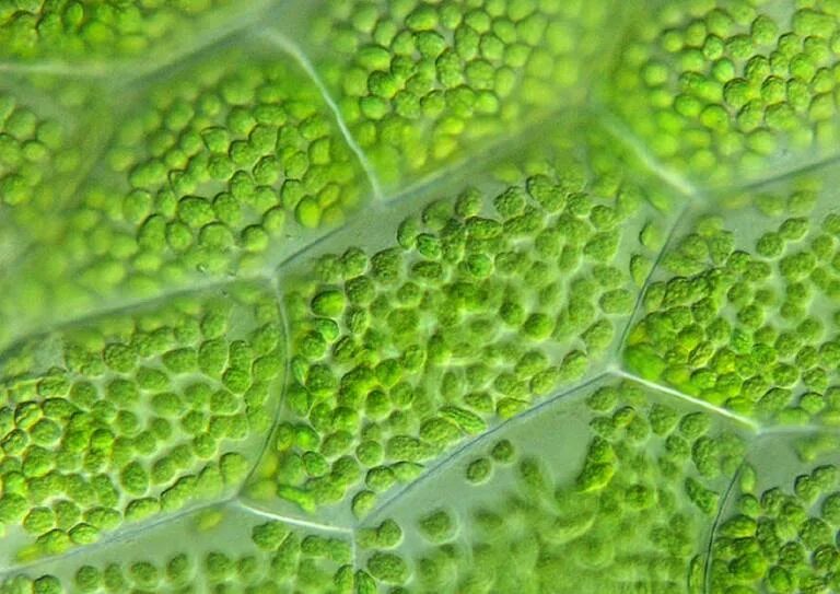фотосинтезирующая ткань листа. хлорофилл в клетках растения. основная запасающая ткань растений. клетки фотосинтезирующей ткани элодеи. лист элодеи.